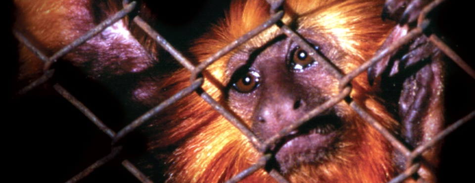 You are currently viewing Campanha de Combate ao Comércio Ilegal de Animais Silvestres