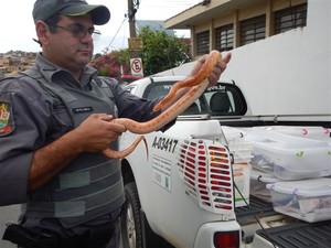 Animais foram apreendidos pela Policia Ambiental. Foto: Divulgação/Polícia Ambiental 