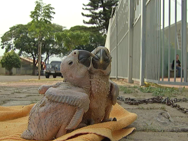 Filhotes de araras foram resgatados após queda de árvore em Campo Grande. Foto: Reprodução/TV Morena