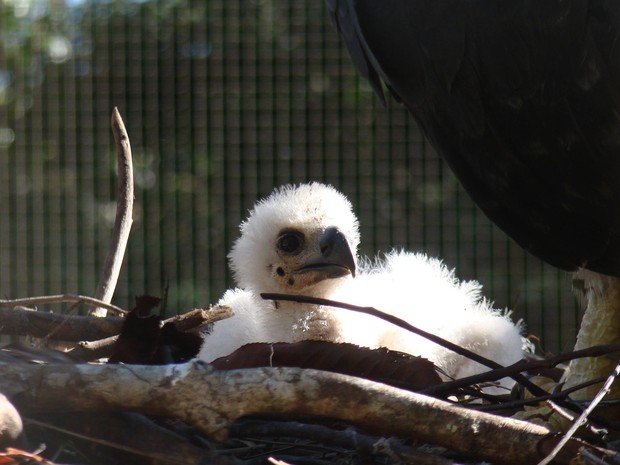Filhote de gavião real tem plumagem branca, mas deve ficar com a mesma cor dos pais quando chegar à idade adulta. Foto: Antonio Luiz / Divulgação
