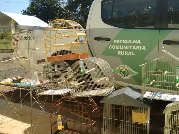 Pássaros foram soltos em reserva ambiental. Foto: Divulgação / Polícia Ambiental