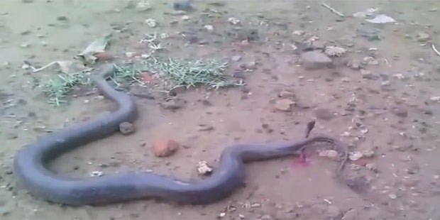 Raro vídeo mostra cobra dando à luz vários filhotes na Índia. Foto: Reprodução/YouTube/ ABN Telugu