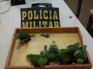 Pássaros foram apreendidos em casa. Foto: Polícia Militar/ Rondonópolis-MT 