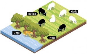 Búfalos fazem barreira para impedir ataque de onças a rebanho bovino (Ilustração: Folha de São Paulo)