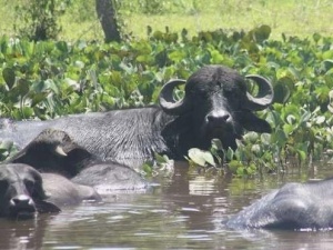 Búfalos estouram cercas com facilidade e nadam muito bem (Foto: Divulgação/Sepaf)