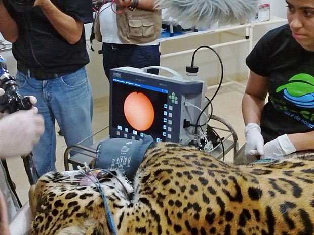 Animal terá que ser sedado para a colocação do colar de monitoramento (Foto: Divulgação/ONG Mata Ciliar)