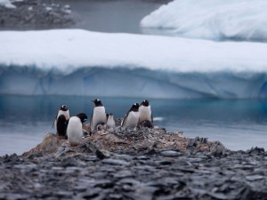 Foto de 22 de janeiro mostra pinguins em rochas perto da estação chilena Bernardo O´Higgins, na Antártica. Foto: AP Photo/Natacha Pisarenko