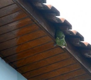 Maritacas ficam presas em telhado de casa em Itajubá. Foto: Luciano Lopes