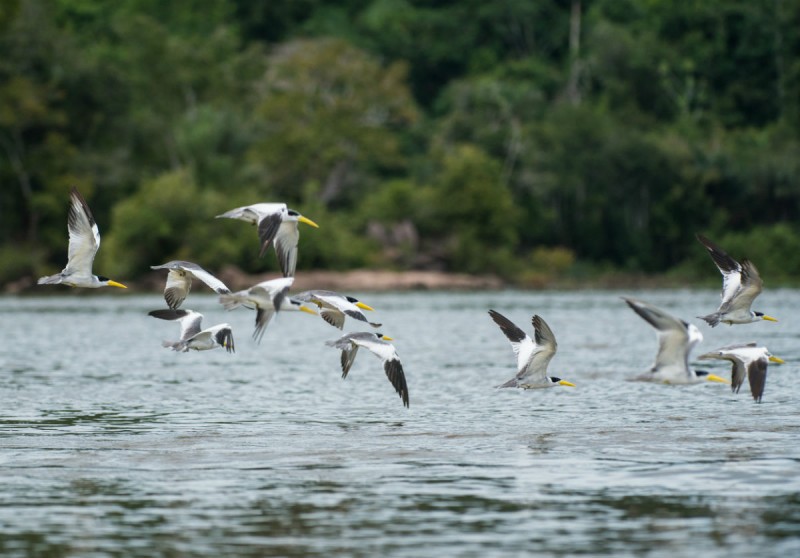 Pássaros voam sobre o rio Tapajós. Foto: Valdemir Cunha/Greenpeace.