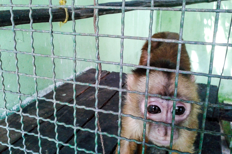 O macaco caiarara deformado pelos movimentos contidos dentro de uma gaiola pequena. Foto: Ibama 