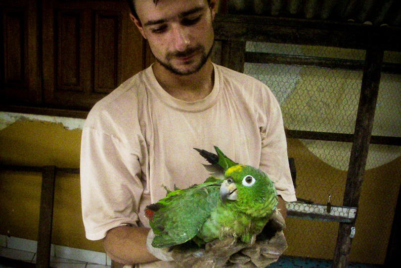 Laérzio Chiesorin Júnior, médico-veterinário do Cetas Sauim-Castanheiras, segura um papagaio resgatado. Poucos animais sobrevivem ao tráfico. Foto: Vandré Fonseca