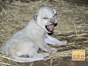 Filhote de leão branco nascido no Ellen Trout Zoo, em Lufkin, no Texas. Foto: Divulgação/Ellen Trout Zoo