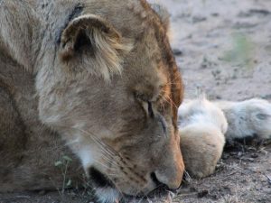 A leoa Adia dorme ao lado de seu filhote no Ellen Trout Zoo, em Lufkin, no Texas. Foto: Divulgação/Ellen Trout Zoo
