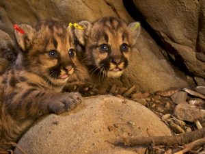  Filhotes de leão da montanha recém-encontrados nas Montanhas Santa Susana, perto de Los Angeles, em foto do dia 6 de julho. Foto: National Park Service/Handout via Reuters