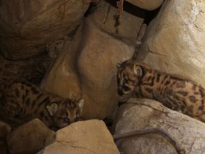 Filhotes de leão da montanha recém-encontrados nas Montanhas Santa Susana, perto de Los Angeles, em foto do dia 6 de julho. Foto: National Park Service/Handout via Reuters