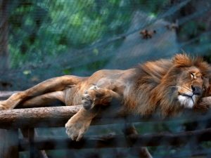 Leão dorme dentro de sua gaiola no jardim zoológico de Caricuao em Caracas. Foto: REUTERS/Carlos Jasso