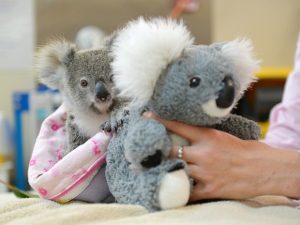 A coala Shayne com o bicho de pelúcia que a está ajudando a superar o trauma da perda da mãe. Foto: Ben Beaden/Australia Zoo/AFP