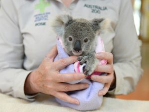 A coala Shayne, que sobreviveu a um acidente que matou sua mãe atropelada. Foto: Ben Beaden/Australia Zoo/AFP