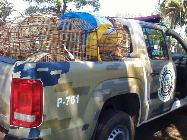 Aposentado mantém 33 pássaros silvestres em cativeiro (Foto: Guarda Municipal de Limeira)
