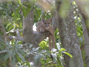 Puma resgatado de árvore em casa no Lago Sul, em Brasília. Foto: Marco Holanda/Arquivo pessoal