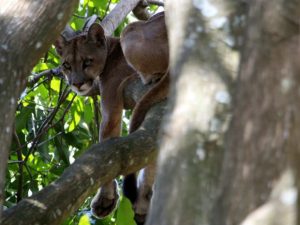 Puma resgatado de árvore em casa no Lago Sul, em Brasília. Foto: Marco Holanda/Arquivo pessoal