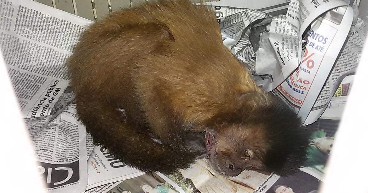 Animais chegaram feridos a hospital veterinário, um deles não resistiu. Bater, maltratar ou matar animais silvestres é crime.