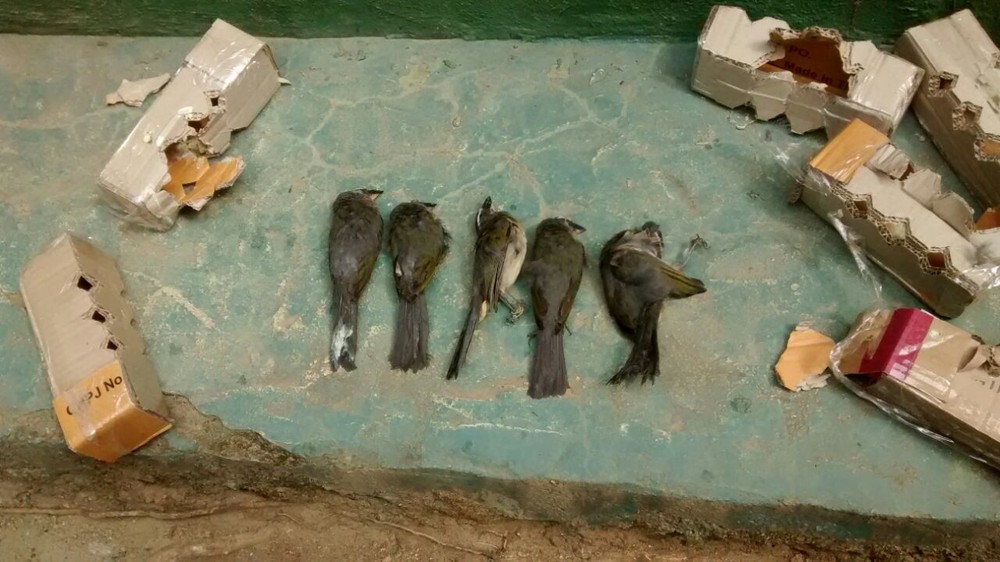 Aves da espécie trinca-ferro morrem durante tentativa de contrabando (Foto: Divulgação/Barreira Fiscal)