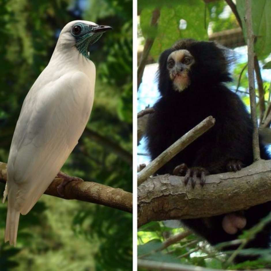 Araponga e macaco da espécie Callithrix