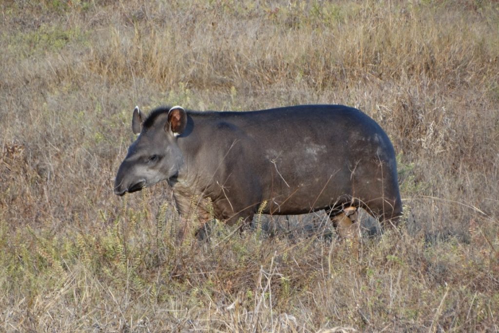 Anta (Tapirus terrestris). Foto: Marcos Freitas.
