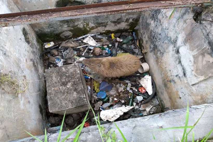 Capivara encontrada dentro de poço em meio ao lixo em área urbana (foto: BPMA/Divulgação)