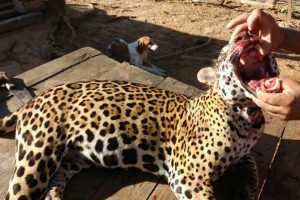 Read more about the article Suspect said to boast he killed over 1,000 jaguars
