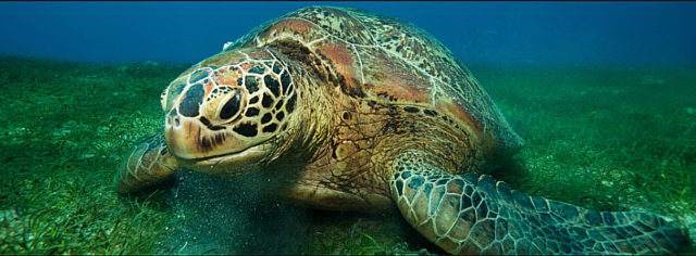 Tartarugas marinhas e o tráfico de animais silvestres(Foto: https://www.worldwildlife.org/)