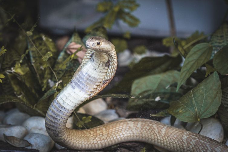 Cobra naja de 1,5 metro que picou um estudante de veterinária em Brasília e está no Zoológico da capital federal