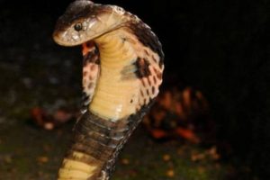 Read more about the article Hobby perigoso: importação ilegal de serpentes dispara no Brasil