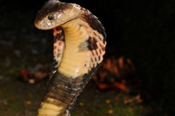 You are currently viewing Hobby perigoso: importação ilegal de serpentes dispara no Brasil